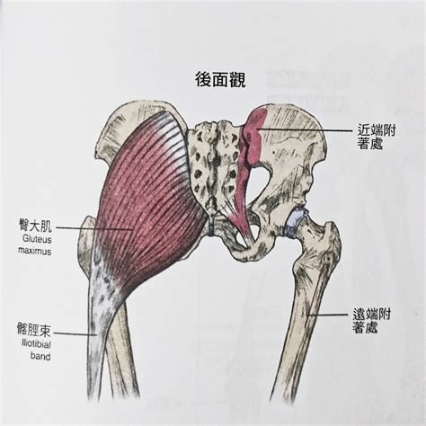 臀部|臀部肌群【肌肉介紹10】動作、肌肉起止點